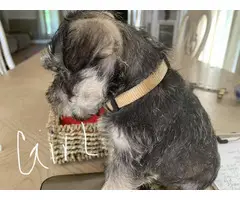 Three registered mini schnauzer puppies for sale