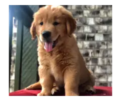Stunning AKC golden retriever puppies with thick coats are now ready to go - 2