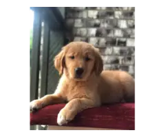 Stunning AKC golden retriever puppies with thick coats are now ready to go - 3