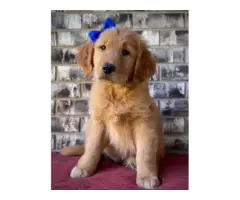 Stunning AKC golden retriever puppies with thick coats are now ready to go - 4