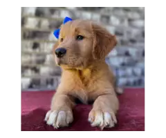 Stunning AKC golden retriever puppies with thick coats are now ready to go - 5
