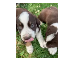 Male red tri Aussie puppies looking for a good home - 4