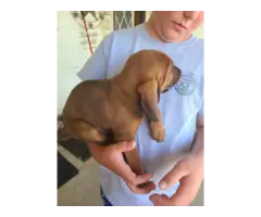 4 Coonhound puppies available - 2