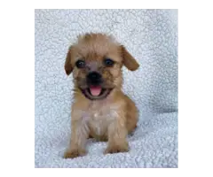 2 Morkie puppies for sale