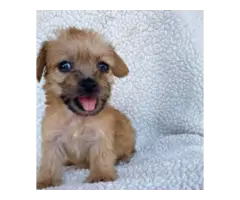 2 Morkie puppies for sale - 2