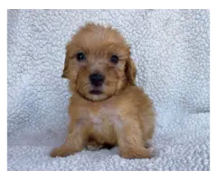 2 Morkie puppies for sale - 3