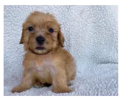 2 Morkie puppies for sale - 4