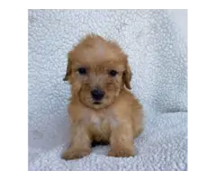 2 Morkie puppies for sale - 5