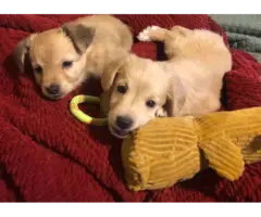 9 week old ShiChi Puppies looking for loving home
