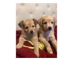 9 week old ShiChi Puppies looking for loving home - 7