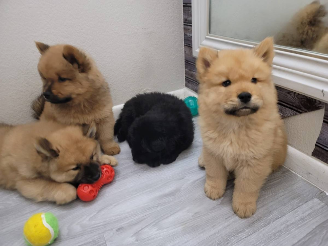 5 males chow chow puppies for sale in Phoenix, Arizona