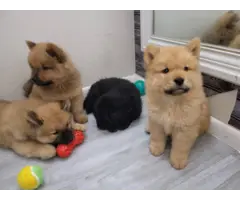 5 males chow chow puppies for sale