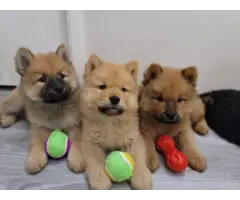 5 males chow chow puppies for sale - 2