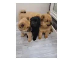 5 males chow chow puppies for sale - 3