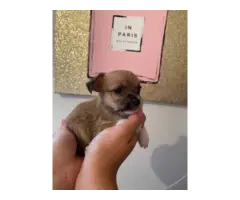 8 weeks old Applehead Chihuahua puppies - 3