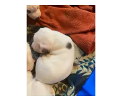 3 Bullypit puppies for sale