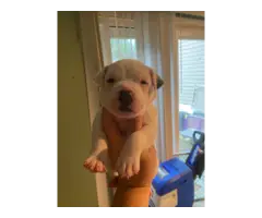 3 Bullypit puppies for sale