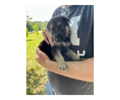 6 weeks old full blooded German Shepherd puppies need a forever home