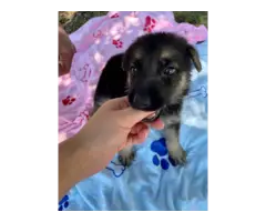 6 weeks old full blooded German Shepherd puppies need a forever home - 2