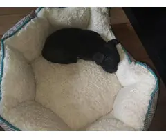 1 male Cane Corso puppy for sale - 3