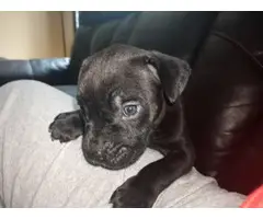 1 male Cane Corso puppy for sale - 5