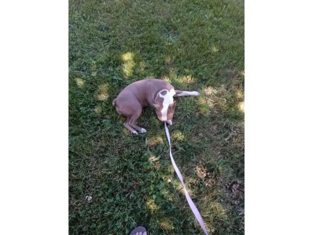 Beautiful 10 month old champagne boston terrier puppy for sale - 3/5