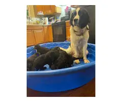 Newfidoodle puppies looking for home