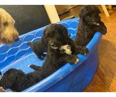 Newfidoodle puppies looking for home
