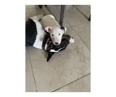 2 beautiful Bull Terrier Puppies for sale
