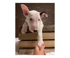 2 beautiful Bull Terrier Puppies for sale