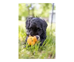 8 weeks old Portuguese water dog puppies - 2