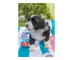 8 weeks old Portuguese water dog puppies - 4