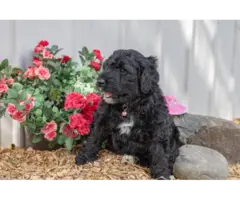 8 weeks old Portuguese water dog puppies - 5