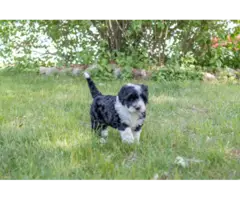 8 weeks old Portuguese water dog puppies - 6