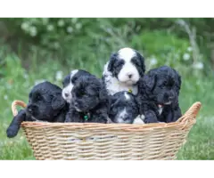 8 weeks old Portuguese water dog puppies - 7