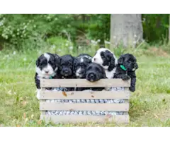 8 weeks old Portuguese water dog puppies - 8