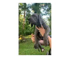4 female Blue Great Dane puppies for sale - 1