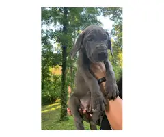 4 female Blue Great Dane puppies for sale - 2