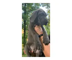4 female Blue Great Dane puppies for sale - 3