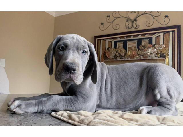 4 female Blue Great Dane puppies for sale in Duluth, Puppies