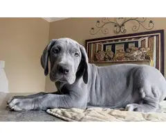 4 female Blue Great Dane puppies for sale - 4