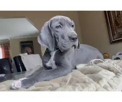 4 female Blue Great Dane puppies for sale - 5