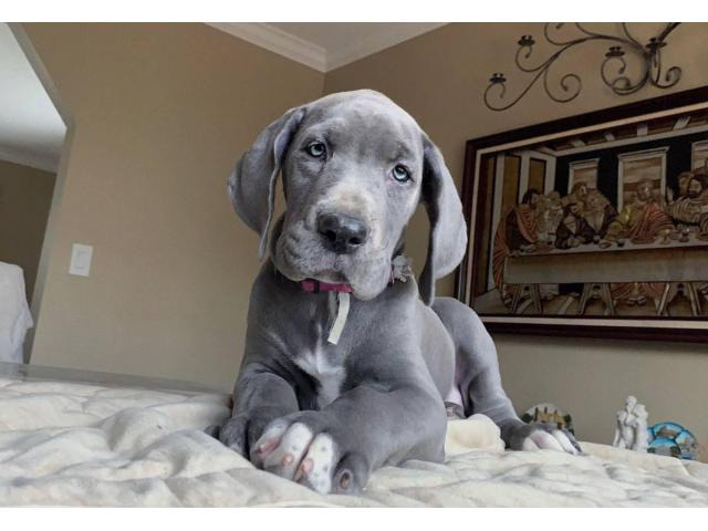 4 female Blue Great Dane puppies for sale in Duluth, Puppies