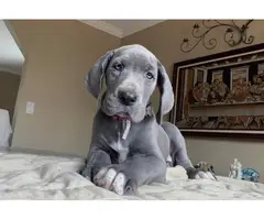 4 female Blue Great Dane puppies for sale - 6