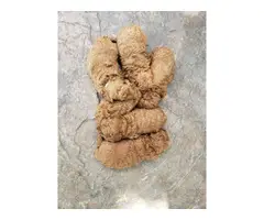 Goldendoodle mini puppy for sale - 1