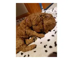 Goldendoodle mini puppy for sale - 2
