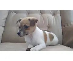 Cute male miniature rat terrier puppy for sale