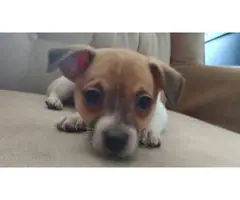 Cute male miniature rat terrier puppy for sale - 2