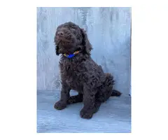 2 Male Standard Poodle Puppies for Sale