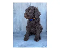 2 Male Standard Poodle Puppies for Sale - 2